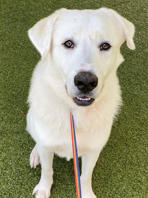 Photo of Bowie, adoptable Great Pyrenees in Fayetteville, North Carolina