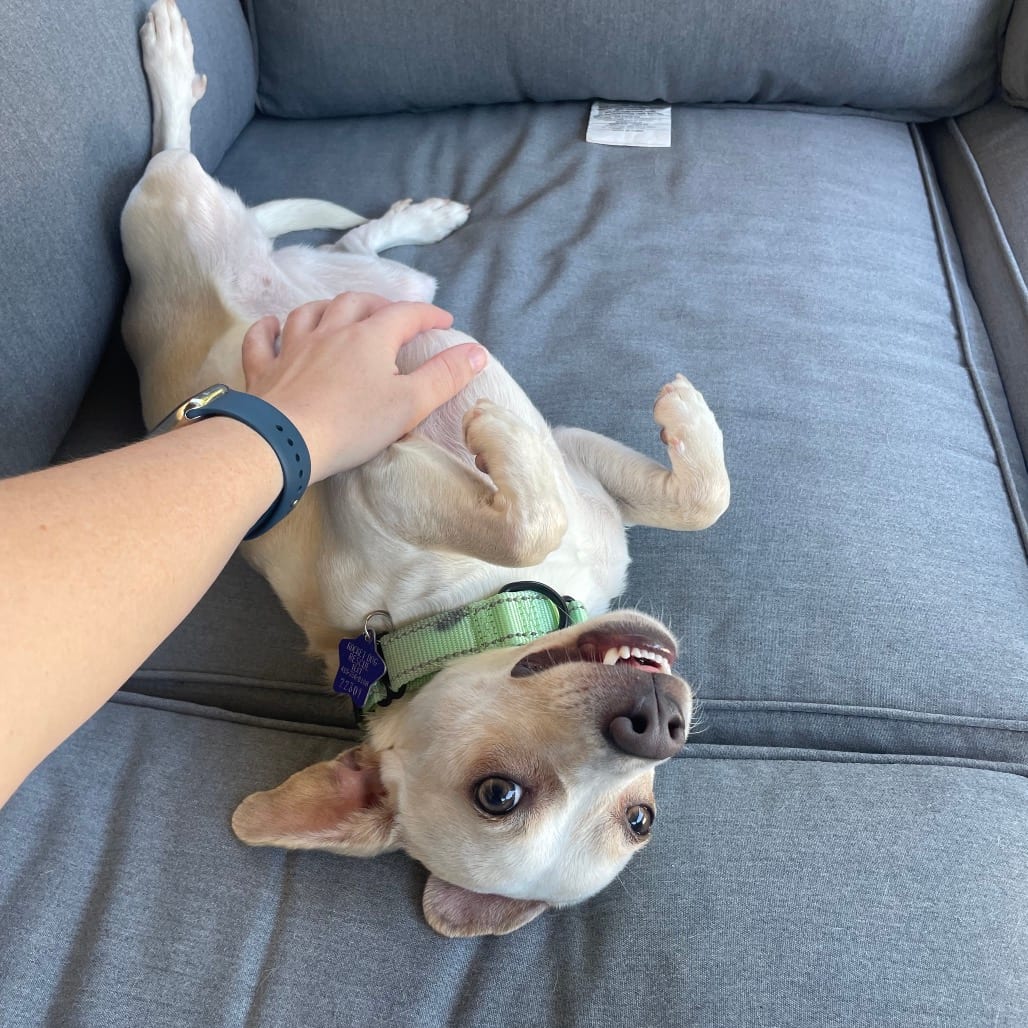 Photo of Annaliese, adoptable Mixed Breed (Small) in San Francisco, California