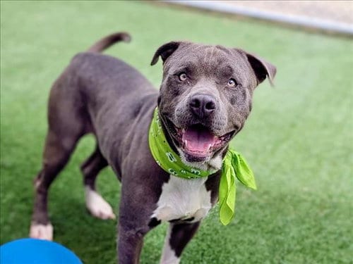 Photo of Stallone, adoptable American Pit Bull Terrier in San Pedro, California