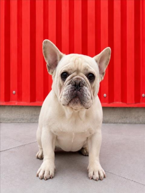 Photo of Kas, adoptable French Bulldog in Tracy, California
