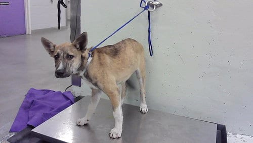 Photo of A2103099, adoptable Belgian Shepherd Malinois in Houston, Texas