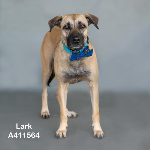 Photo of Lark, adoptable Black Mouth Cur in Conroe, Texas
