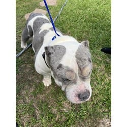 Photo of Thor, adoptable English Bulldog in Doral, Florida