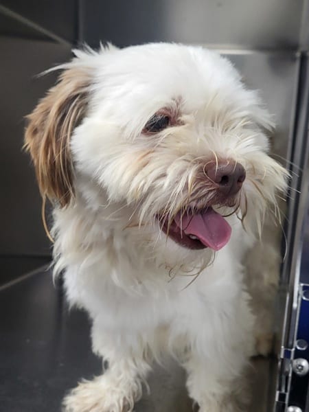 Photo of Jack, adoptable Shih Tzu cross in Lawrenceville, Georgia