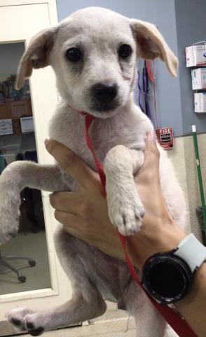 Photo of Nugget, adoptable Terrier in Riverside, California