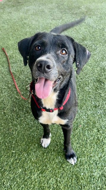 Photo of Stacy, adoptable Labrador Retriever in Miami, Florida