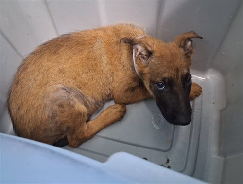 Photo of A5802083, adoptable Belgian Shepherd Malinois in Gardena, California