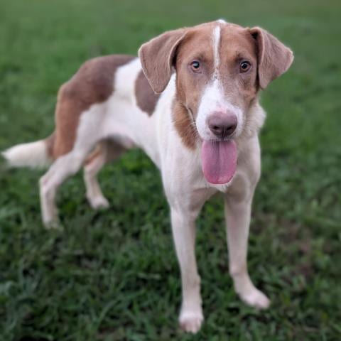 Photo of Beethoven, adoptable American Foxhound in Conroe, Texas