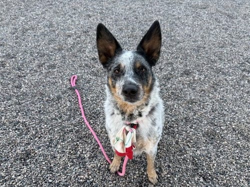 Photo of Blue, adoptable Australian Cattle Dog/Blue Heeler in Mesa, Arizona