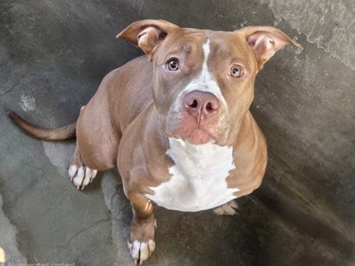 Photo of Tater Tot, adoptable Pit Bull Terrier in Chatsworth, California