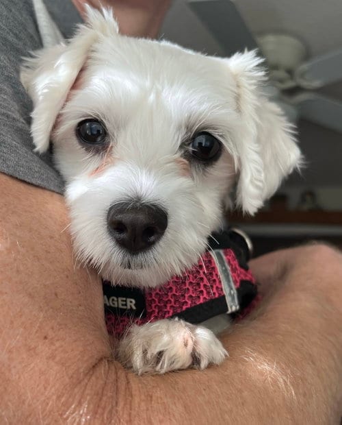 Photo of Maggie May, adoptable Coton de Tulear in St. Louis Park, Minnesota