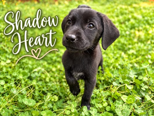 Photo of Shadow Heart, adoptable Flat-coated Retriever in MIDWAY, Utah