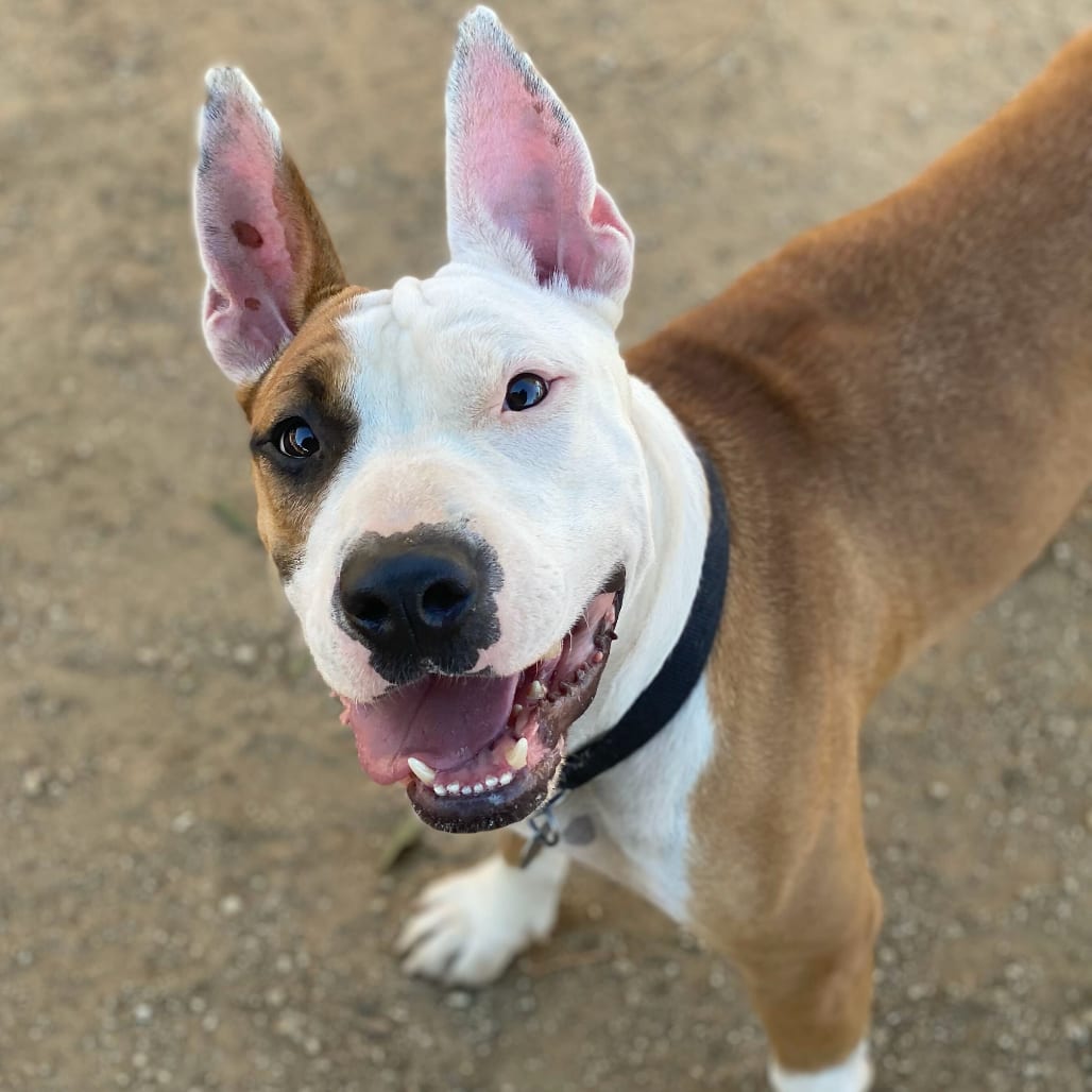 Photo of Angus Boy, adoptable Terrier, Bull / Mixed Breed (Medium) in Riverside, California