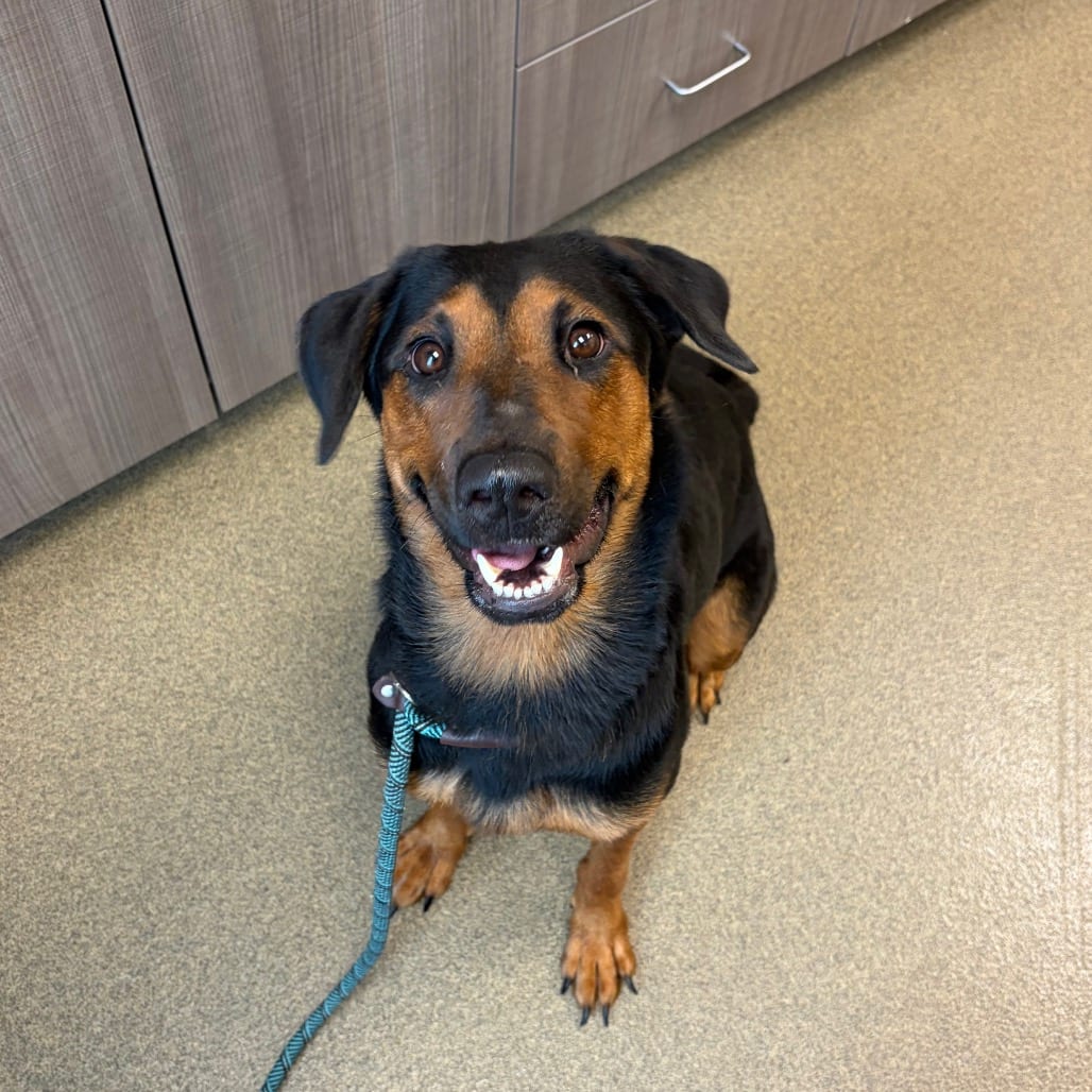 Photo of Gabby, adoptable Shepherd, German / Mix in Council Bluffs, Iowa