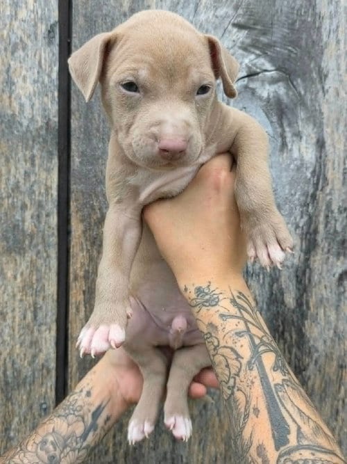 Photo of SR Puppy 10/21, adoptable American Pit Bull Terrier in Frankenmuth, Michigan