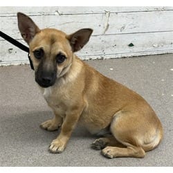 Photo of Caroline, adoptable Chihuahua in San Bernardino, California