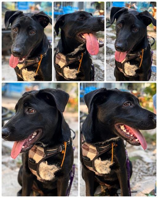 Photo of Jet, adoptable dog in San Antonio, Texas
