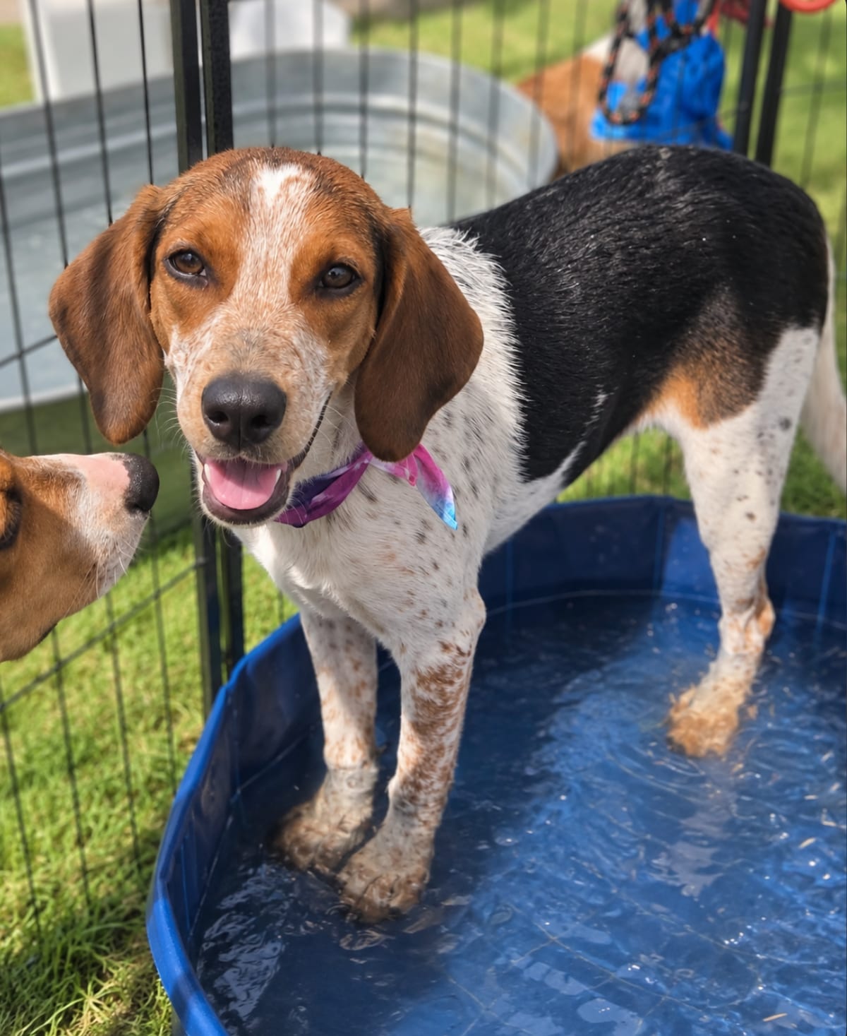 Photo of Ella Langley, adoptable Beagle in Tulsa, Oklahoma
