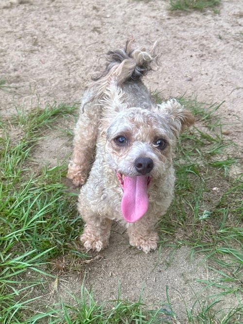 Photo of Scooter, adoptable Poodle (Miniature) in Eastman, Georgia