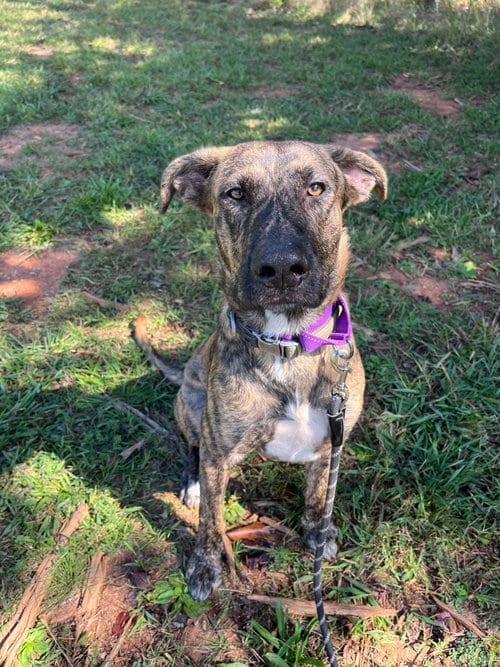 Photo of Wiley: At shelter, adoptable Shepherd in Rustburg, Virginia