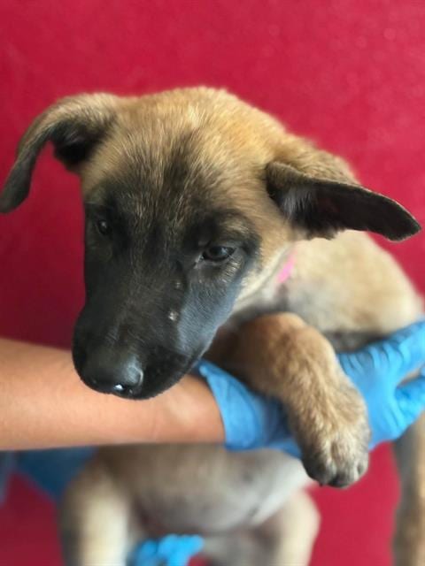 Photo of A256324, adoptable Belgian Shepherd Malinois in Visalia, California