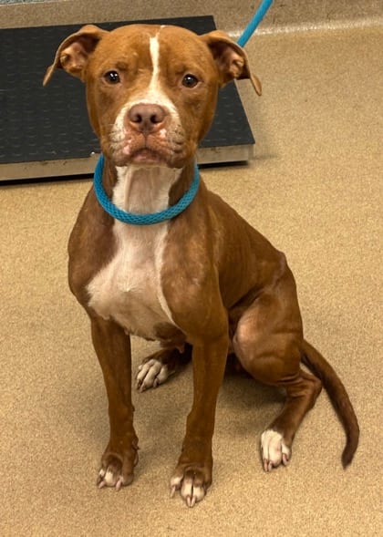 Photo of Pauline, adoptable dog in Chamblee, Georgia