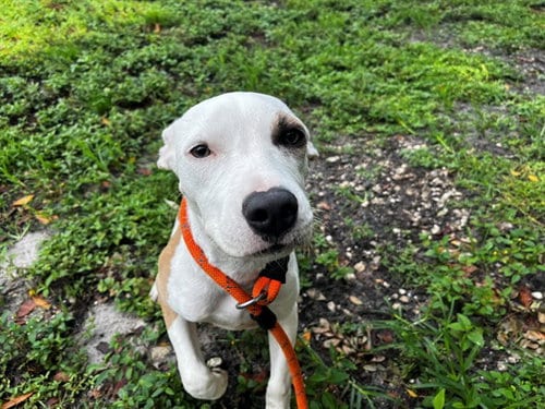 Photo of Dawn, adoptable American Staffordshire Terrier in Fort Lauderdale, Florida