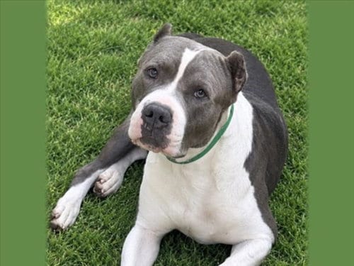 Photo of Hendricks, adoptable Pit Bull Terrier in San Pedro, California
