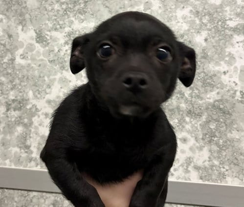 Photo of Hercules, adoptable Unknown breed in Rancho Santa Fe, California