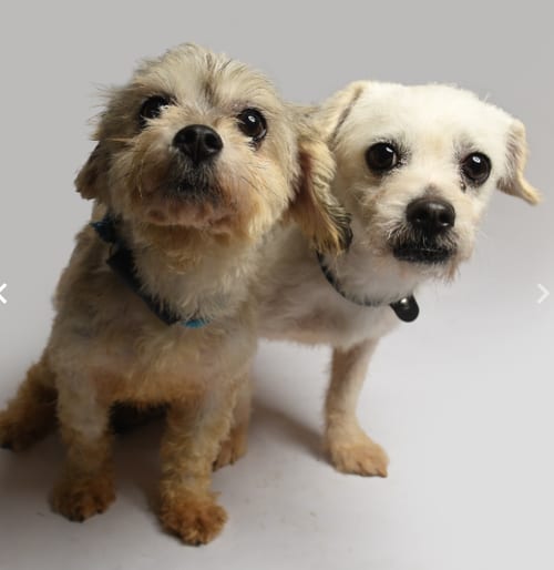 Photo of Mia and Coco in TX, adoptable Poodle (Miniature) in Cranston, Rhode Island