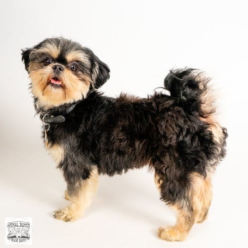 Photo of Daisy, adoptable Shih Tzu in Fort Montgomery, New York
