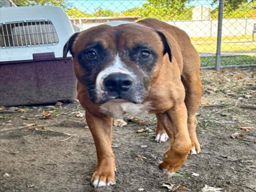 Photo of Jimothy, adoptable Pit Bull Terrier in Tulsa, Oklahoma
