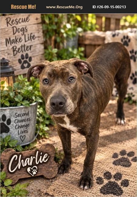 Photo of Charlie, adoptable Pit Bull Terrier in Benton, Pennsylvania