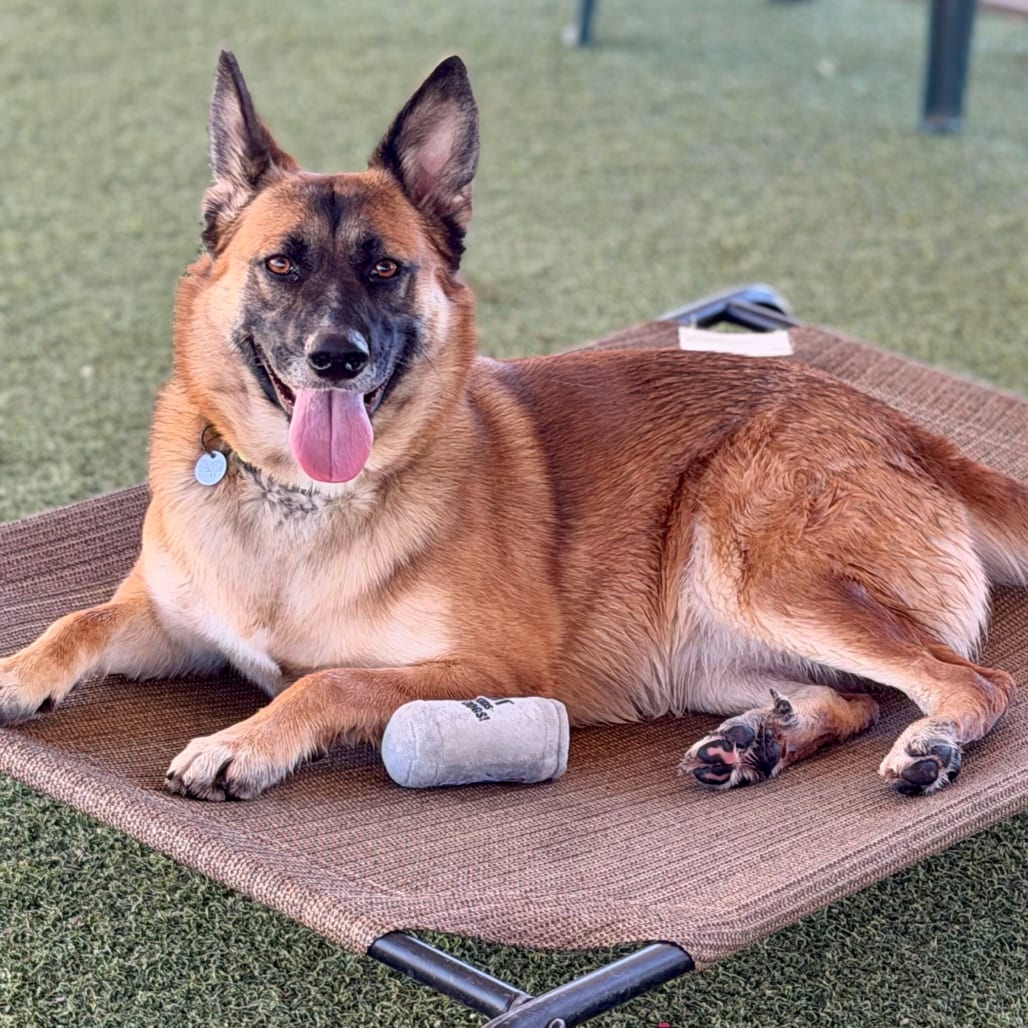 Photo of Itsy, adoptable Shepherd, German / Mixed Breed (Large) in Riverside, California