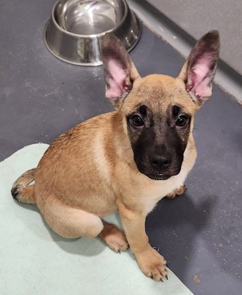 Photo of Juniper, adoptable Pug in Walnutport, Pennsylvania