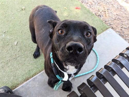 Photo of Flor, adoptable American Pit Bull Terrier in Phoenix, Arizona