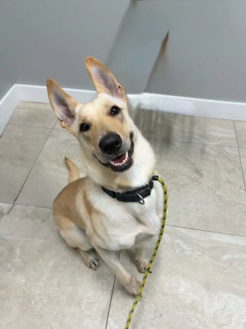 Photo of Blue 3144, adoptable German Shepherd Dog in Plantation, Florida