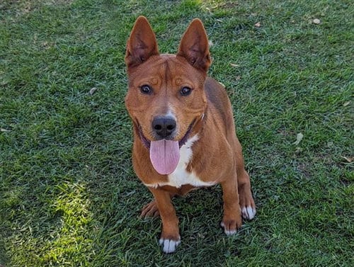 Photo of Valero, adoptable Labrador Retriever in San Clemente, California