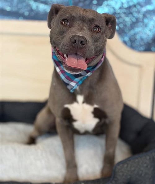Photo of Kesha, adoptable Pit Bull Terrier in Fairfield, California
