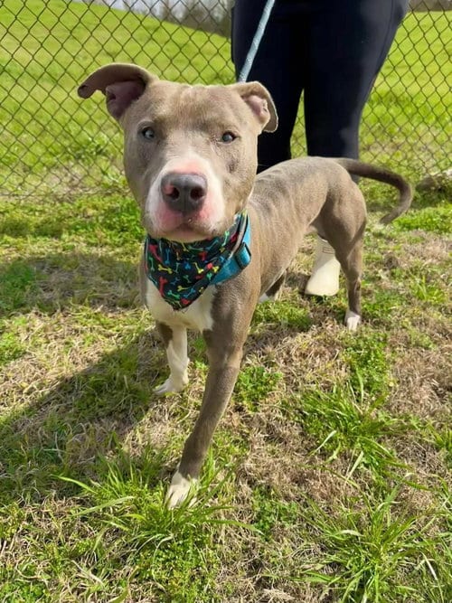 Photo of Hank the Handsome, adoptable American Staffordshire Terrier in Brewster, New York