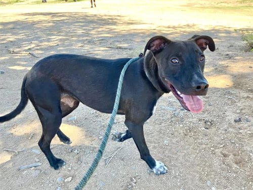 Photo of Chaco, adoptable American Pit Bull Terrier in Albuquerque, New Mexico