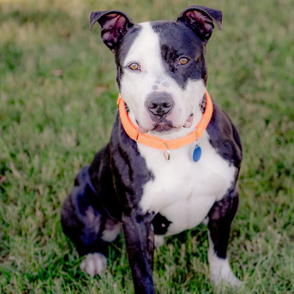 Photo of Shaiman, adoptable Mixed Breed (Large) in Winston-Salem, North Carolina