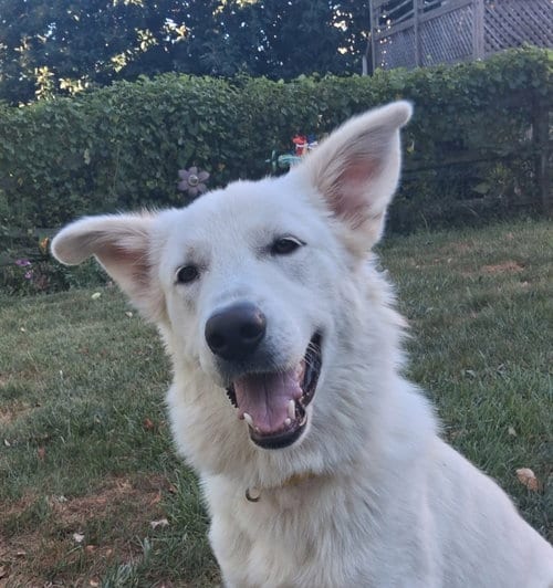 Photo of Aspen Eloise, adoptable Great Pyrenees in Aurora, Indiana