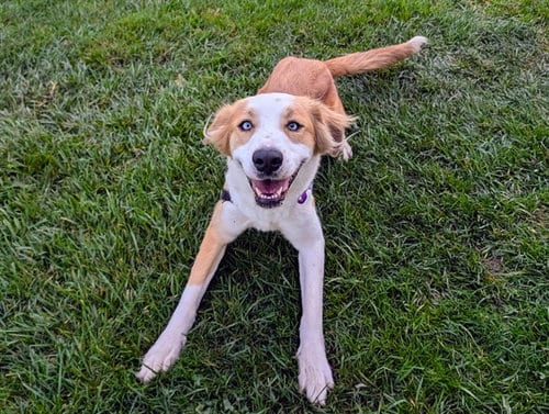 Photo of Sandy, adoptable Australian Shepherd in San Clemente, California