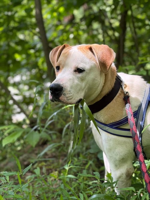 Photo of Maxwell (1yo,50lbs), adoptable Boxer in Hinton, West Virginia