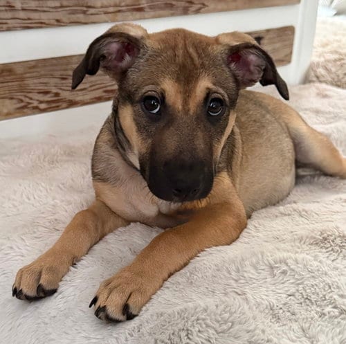 Photo of Betsy, adoptable Hound in Royal Palm Beach, Florida