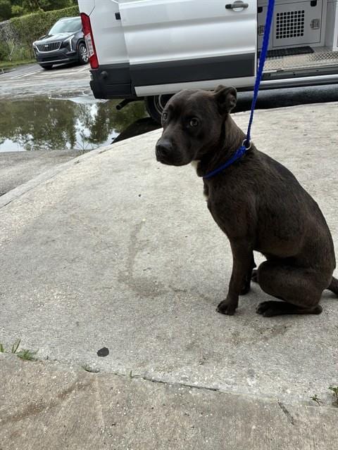 Photo of Tessa, adoptable Terrier mix in Miami, Florida