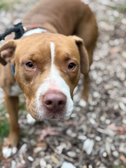 Photo of Crepe 3 (Major), adoptable dog in Baltimore, Maryland