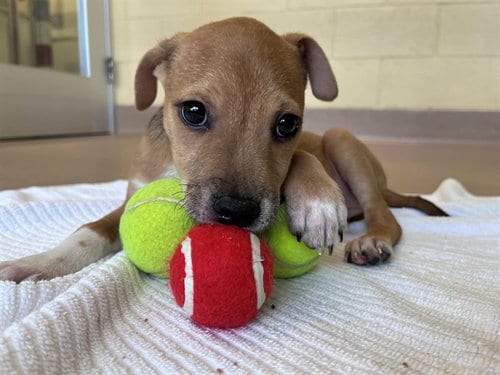 Photo of Tanner, adoptable Pit Bull Terrier in Plano, Texas