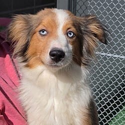 Photo of Rose, adoptable Australian Shepherd Collie in Waterloo, Illinois